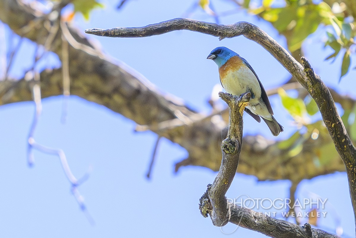 Lazuli Bunting - ML620623381