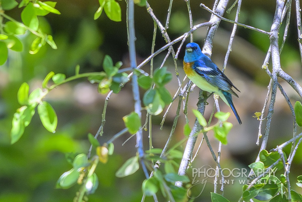 Lazuli Bunting - Kent Weakley