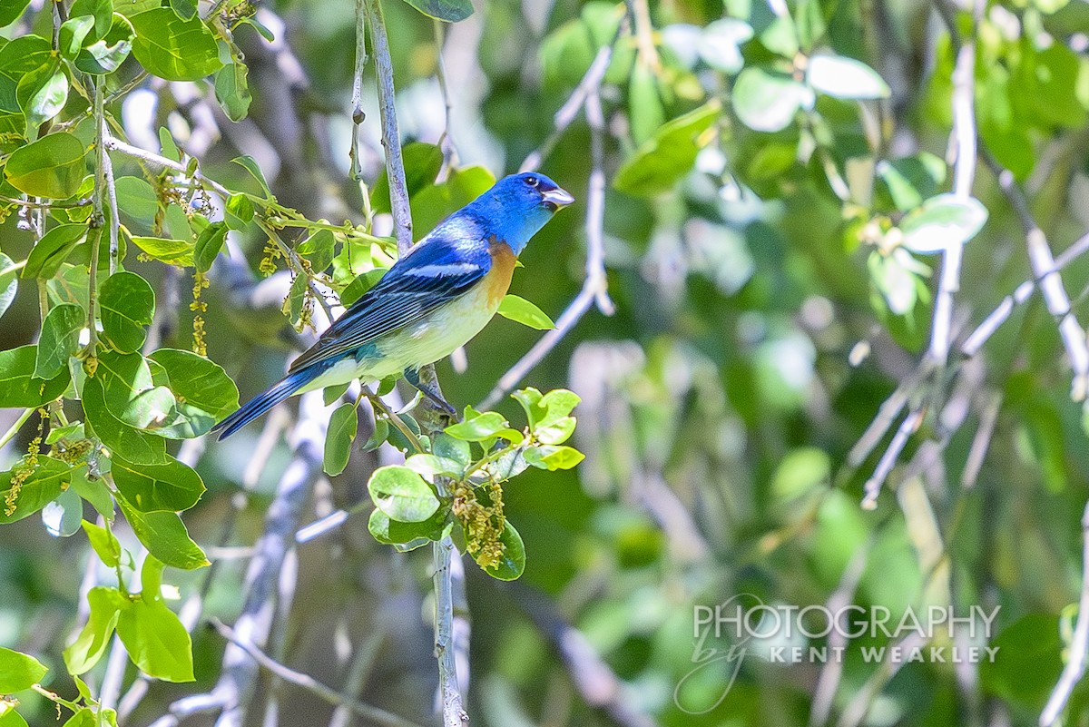 Lazuli Bunting - ML620623383