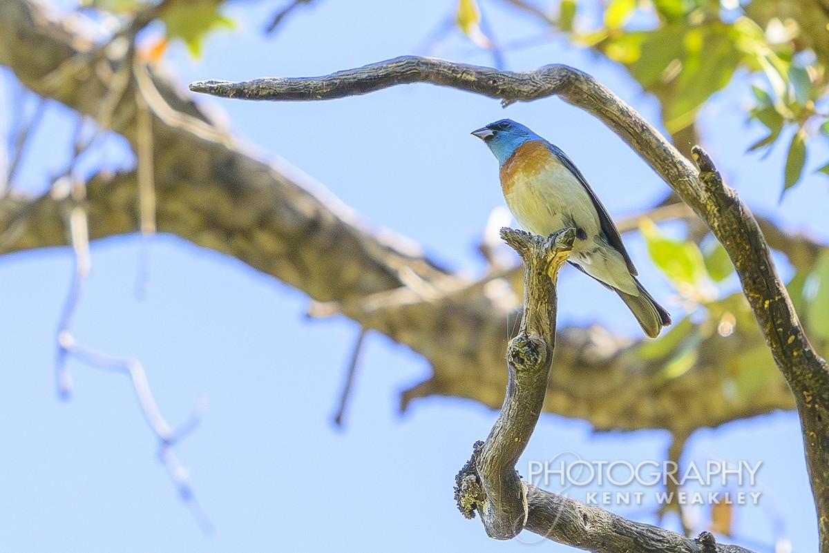 Lazuli Bunting - ML620623384