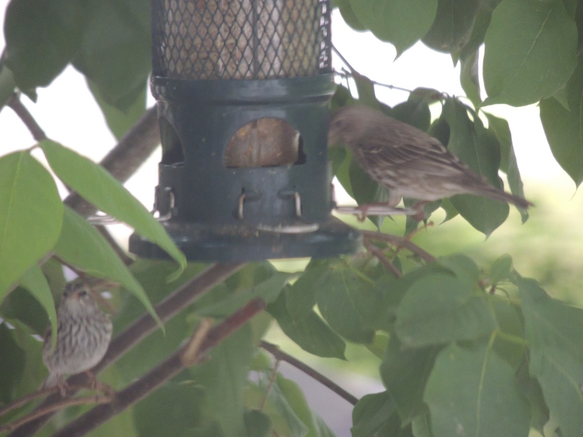 Chipping Sparrow - ML620623385