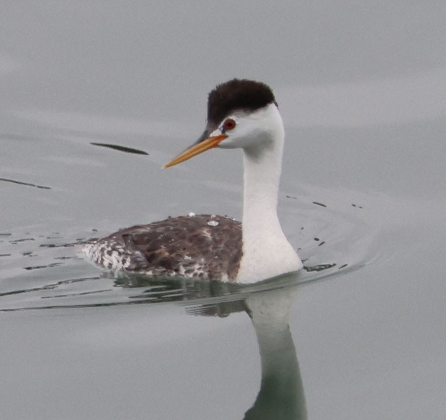 Clark's Grebe - ML620623386