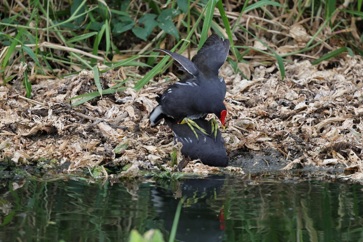 Eurasian Moorhen - ML620623389