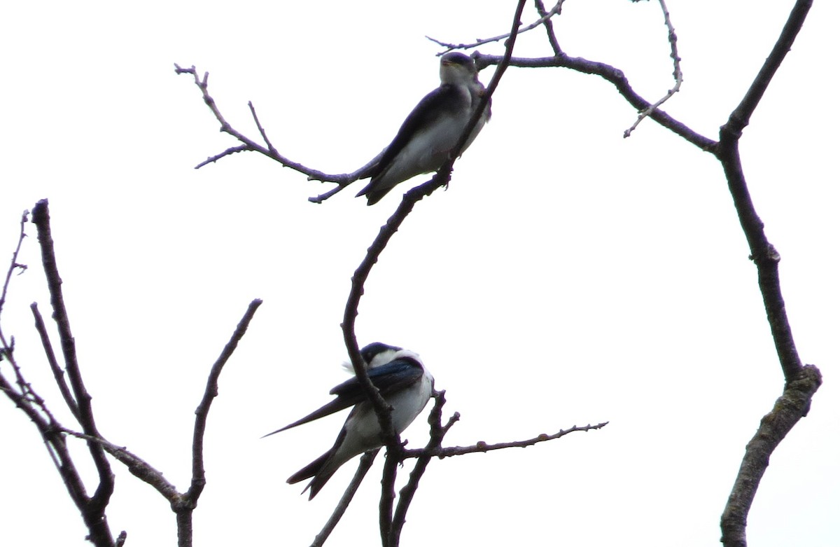 Tree Swallow - ML620623391