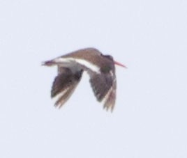 American Oystercatcher - ML620623397