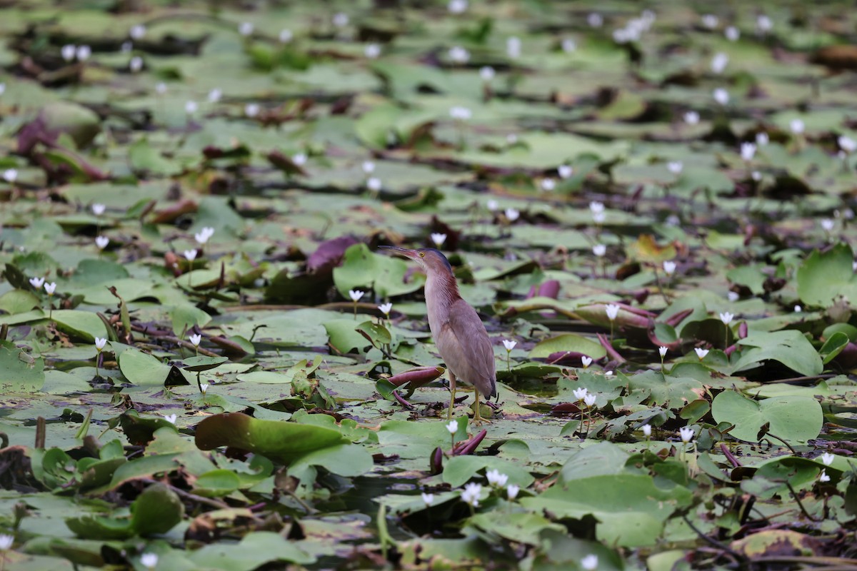 Yellow Bittern - ML620623400