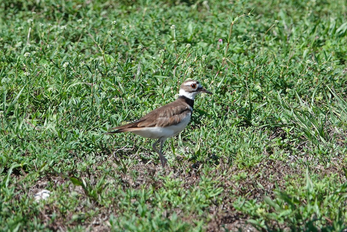 Killdeer - ML620623402