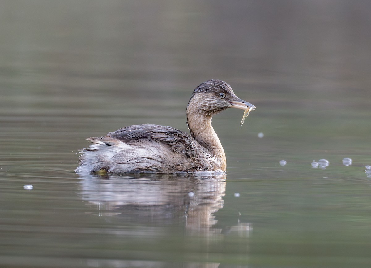 Hoary-headed Grebe - ML620623405