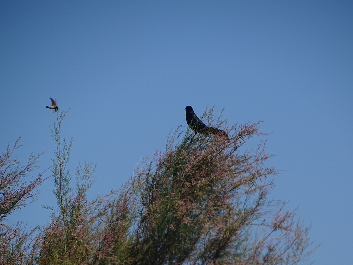 Great-tailed Grackle - ML620623417