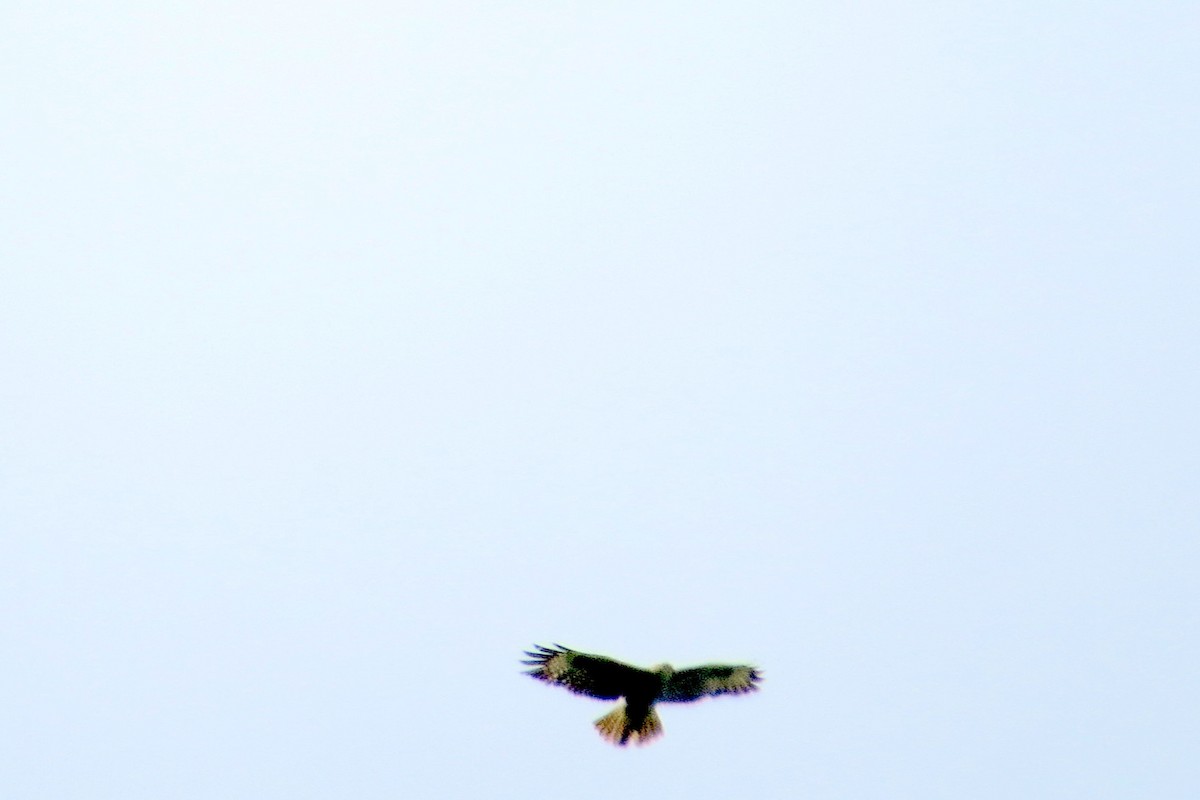 Common Buzzard - ML620623420