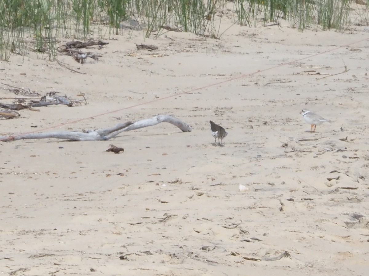 Piping Plover - ML620623421