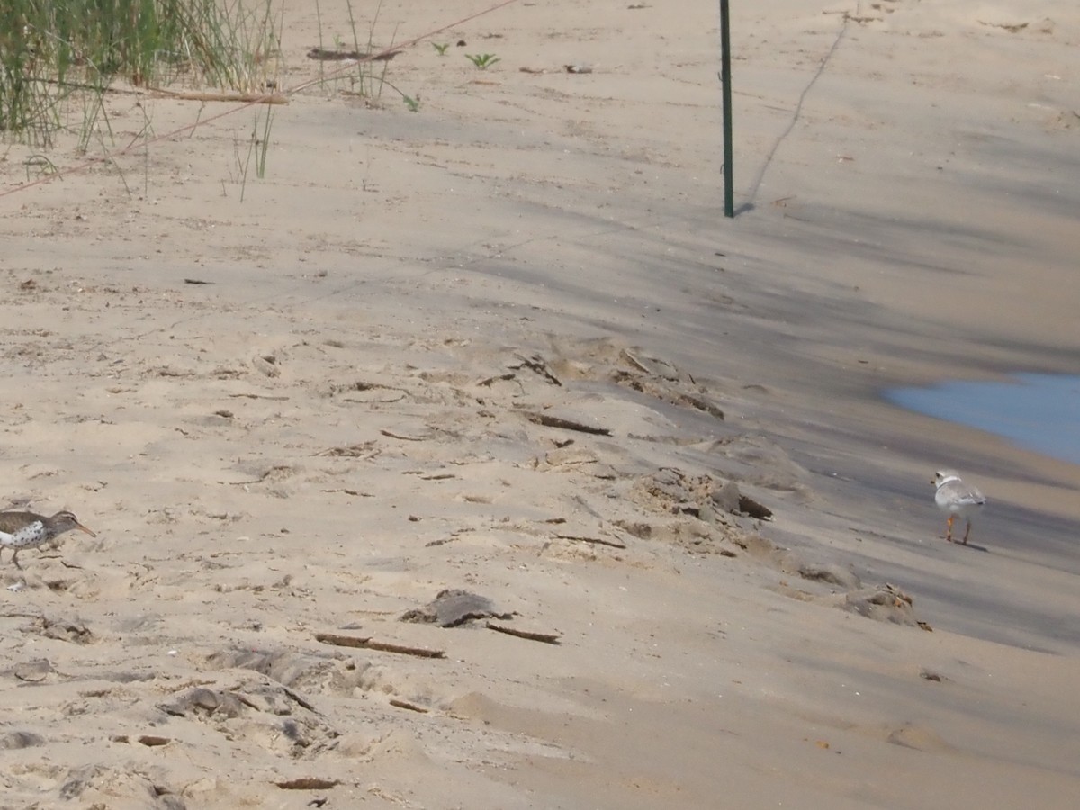 Piping Plover - ML620623422