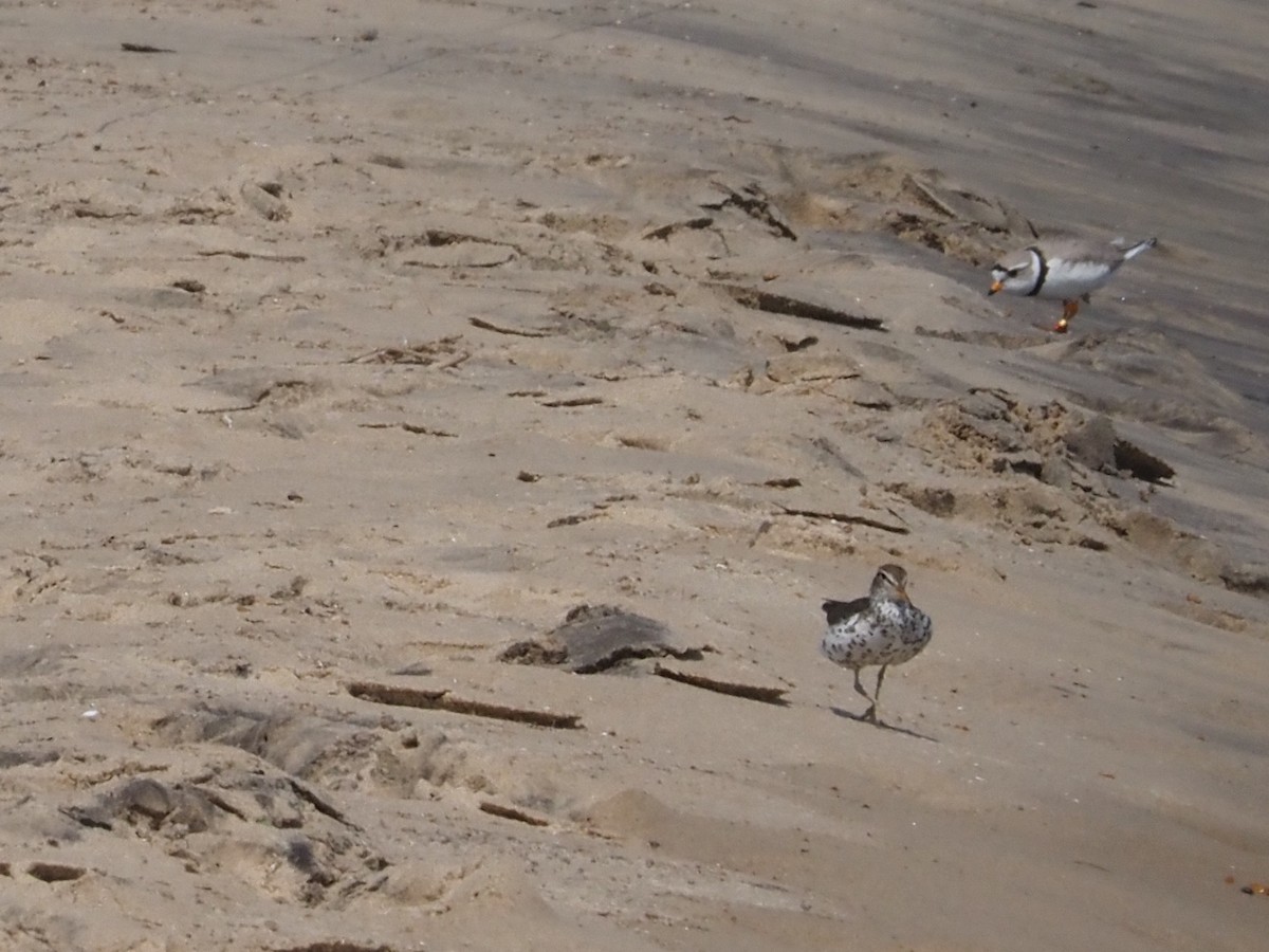 Piping Plover - ML620623423