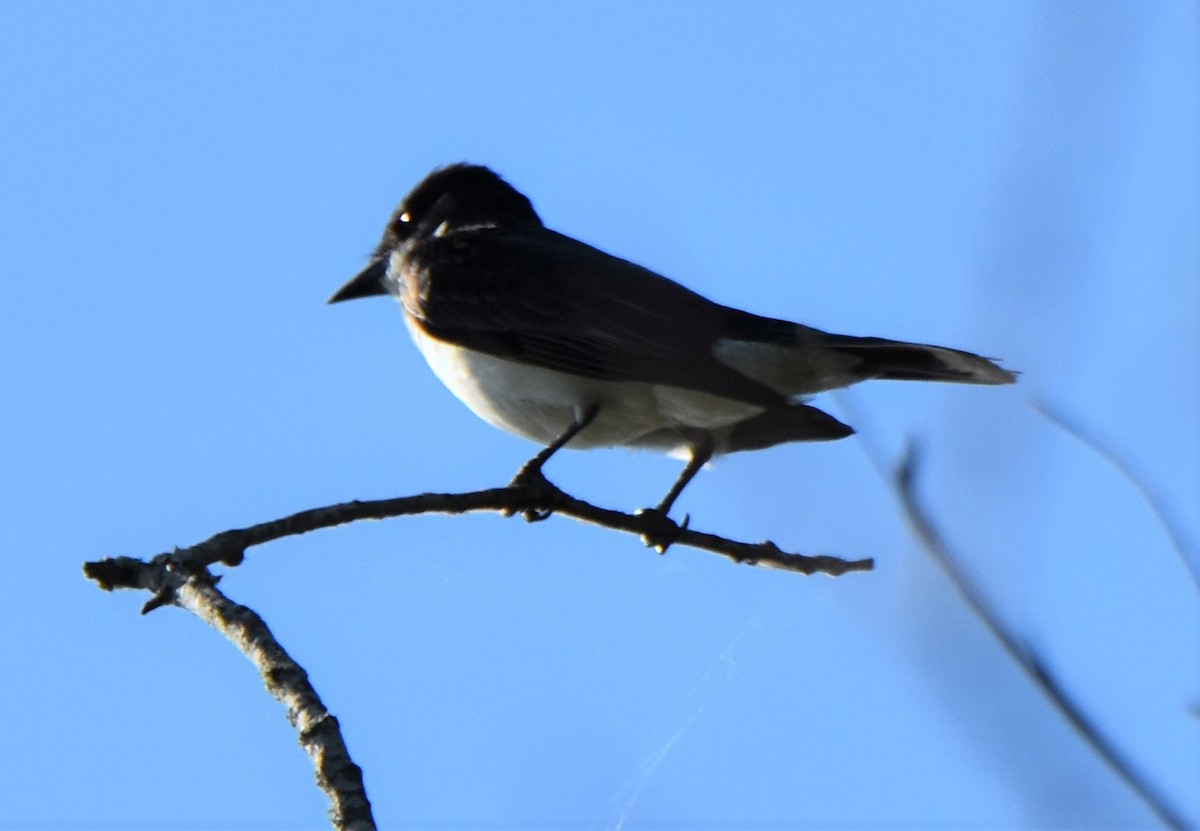 Eastern Kingbird - ML620623424