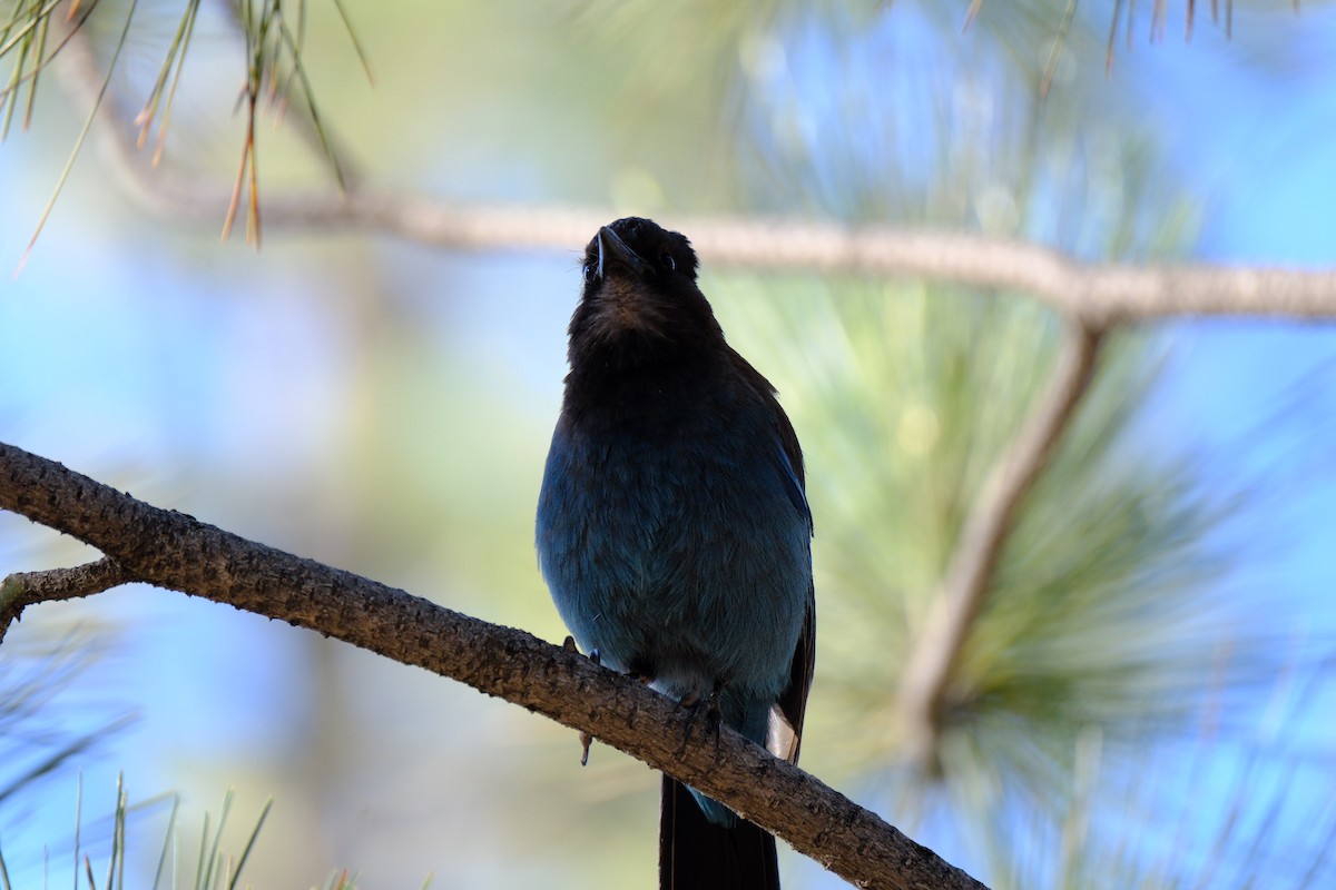 Steller's Jay - ML620623426