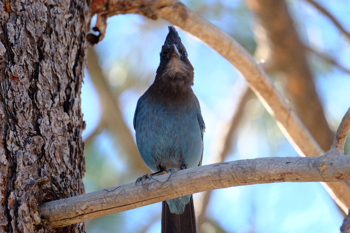 Steller's Jay - ML620623427