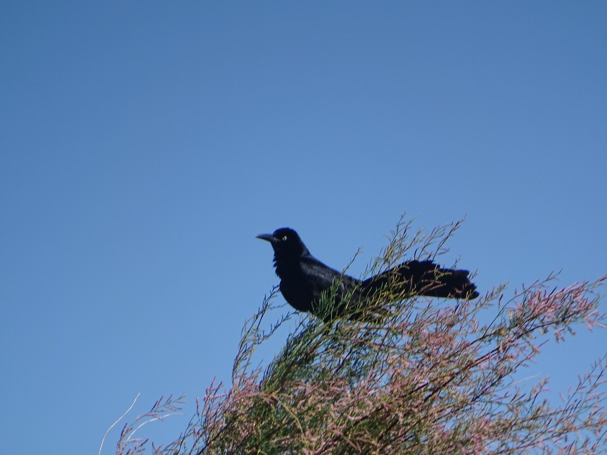 Great-tailed Grackle - ML620623428