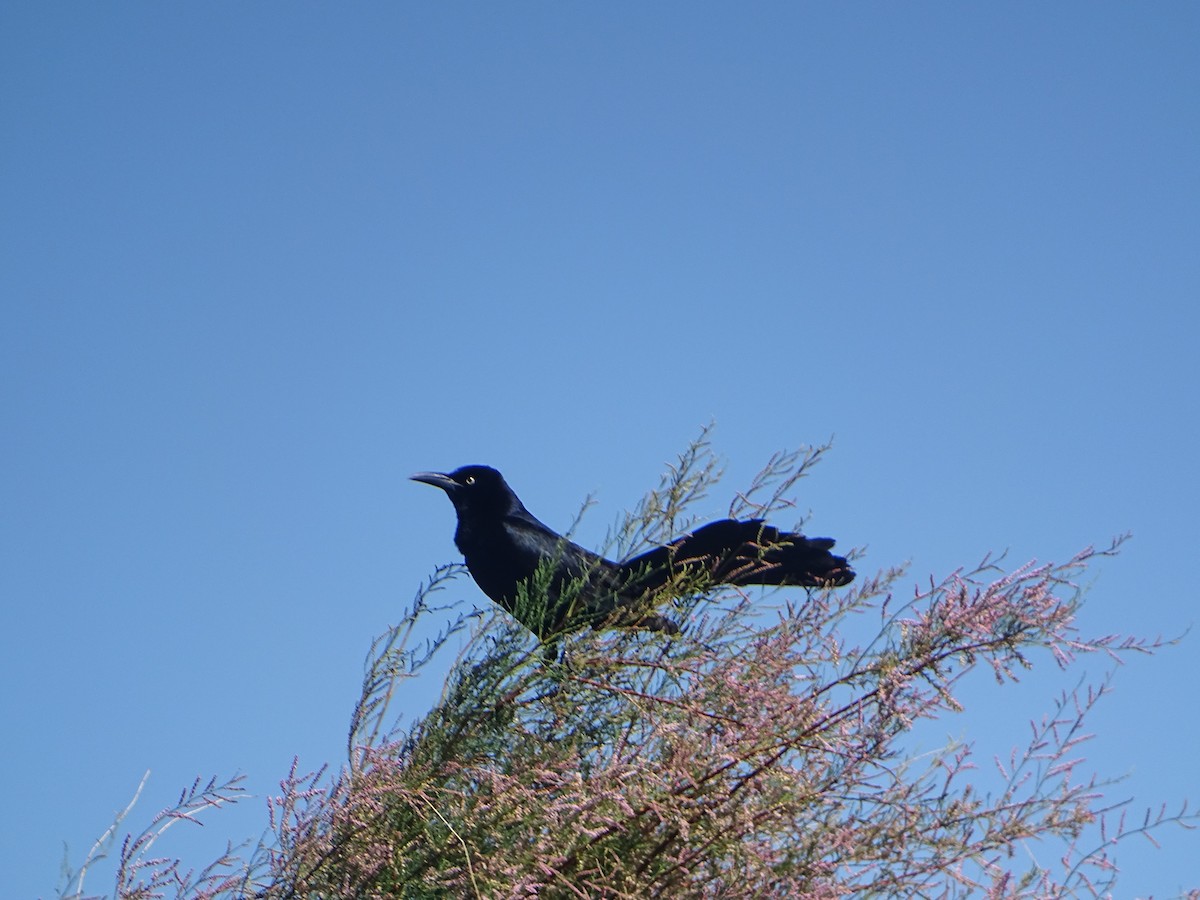 Great-tailed Grackle - ML620623429