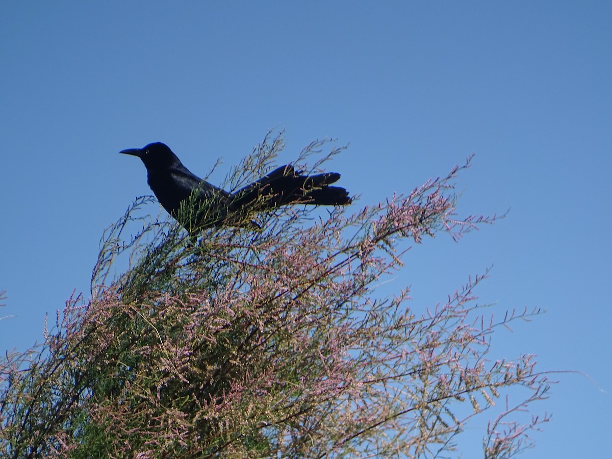 Great-tailed Grackle - ML620623430