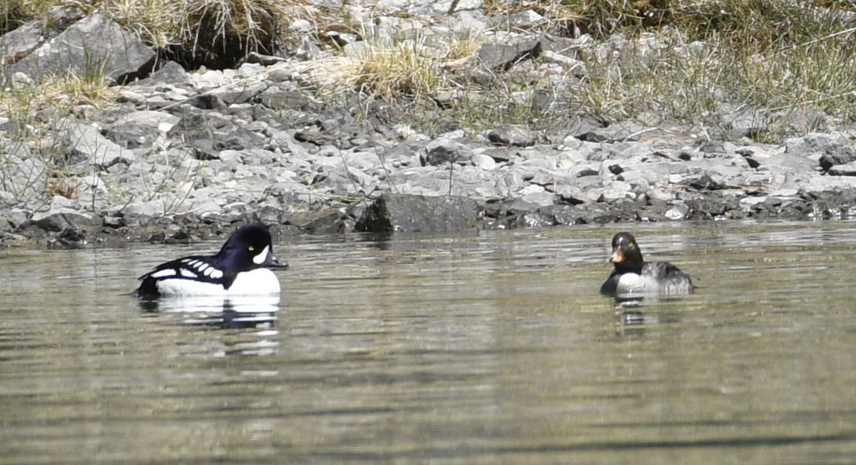 Common Goldeneye - ML620623432