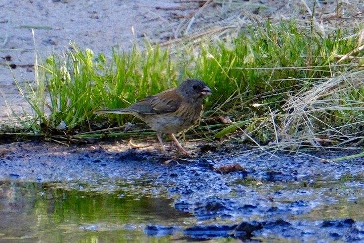 Dark-eyed Junco (Oregon) - ML620623433