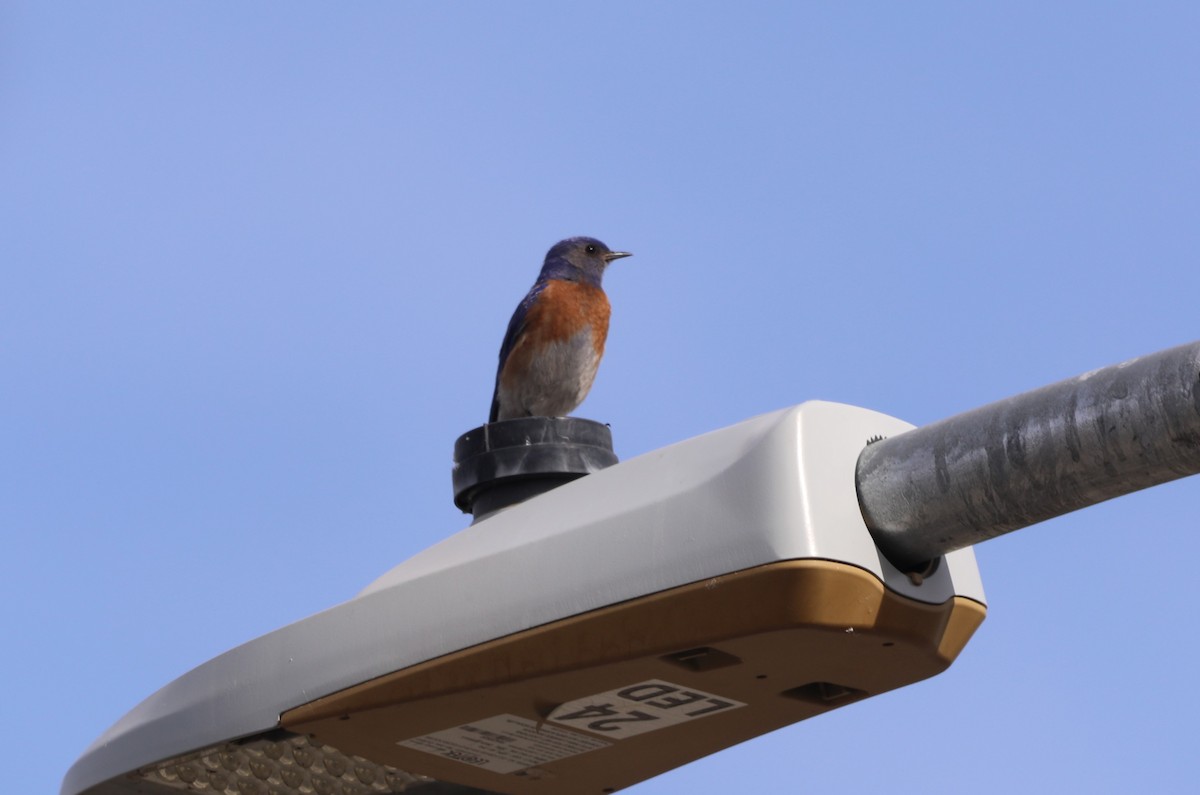 Western Bluebird - ML620623435