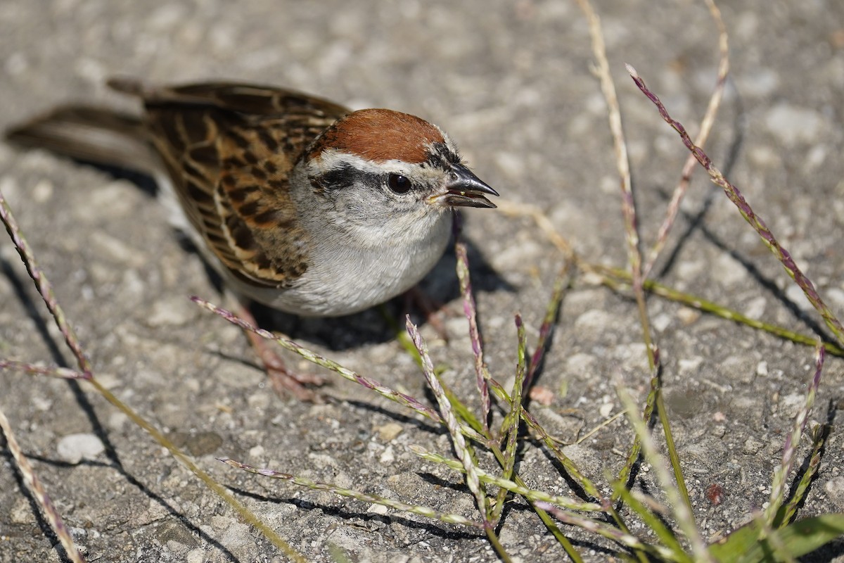 Chipping Sparrow - ML620623439