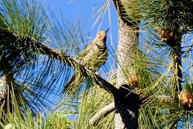 Northern Flicker - ML620623440