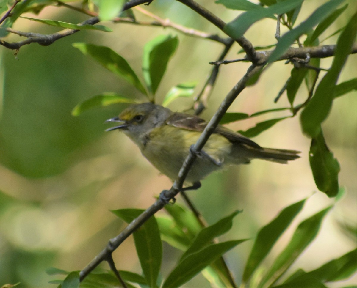 Ak Gözlü Vireo - ML620623443