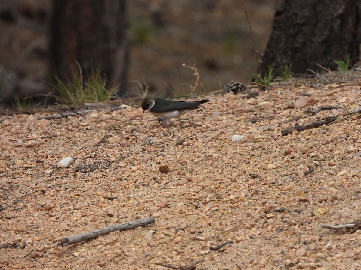 Golondrina Verdemar - ML620623444