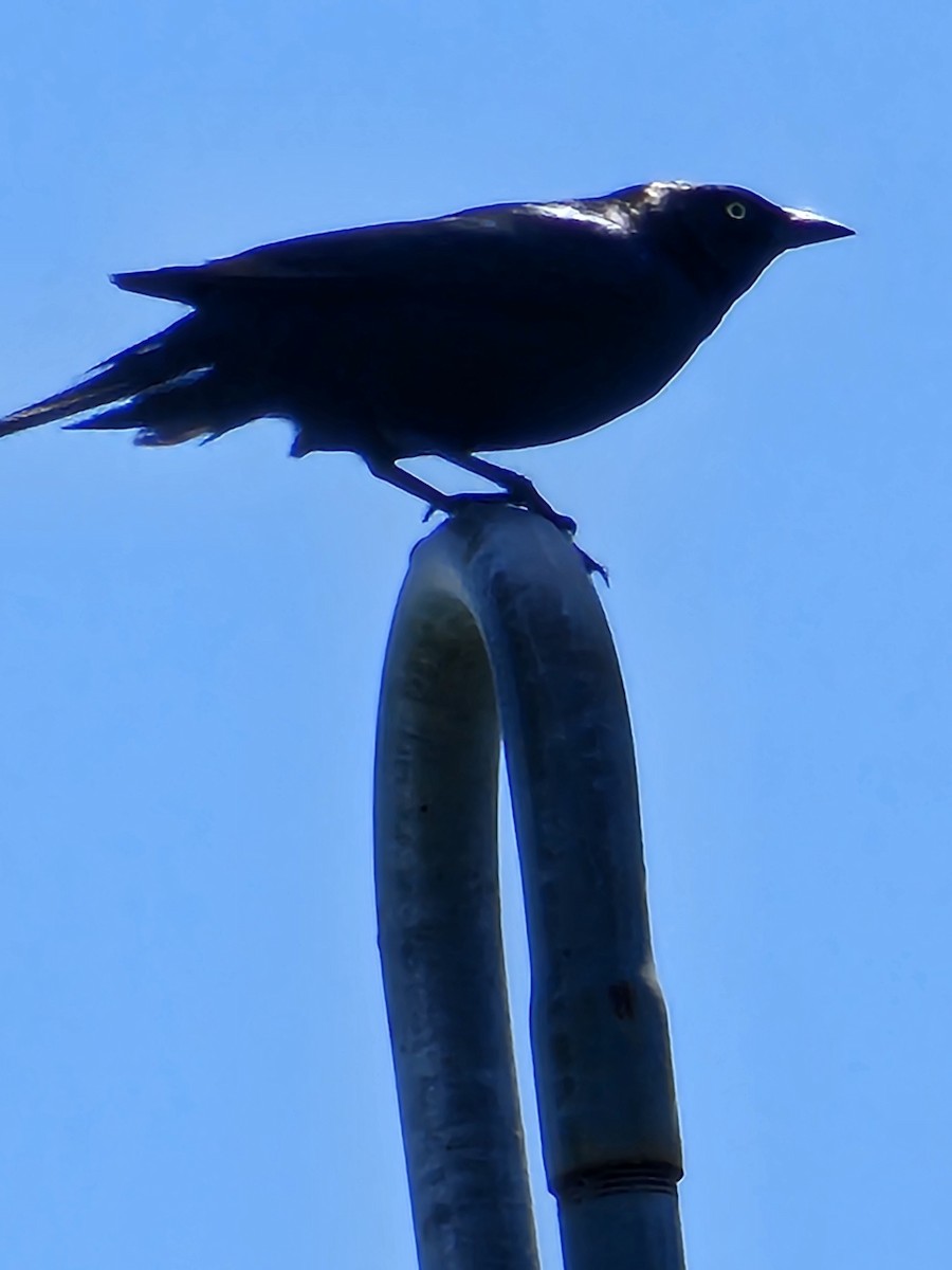 Brewer's Blackbird - ML620623449