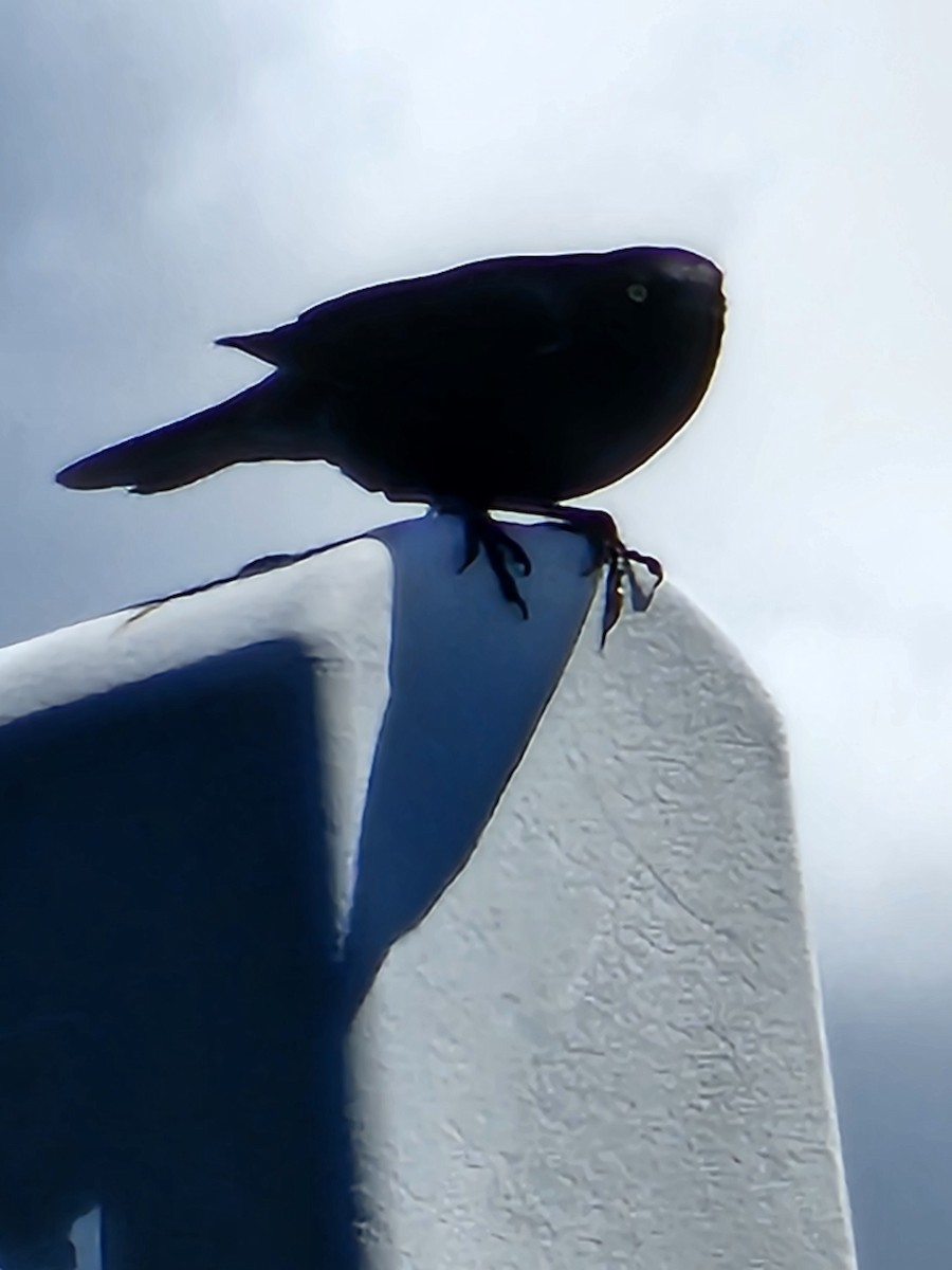 Brewer's Blackbird - ML620623450