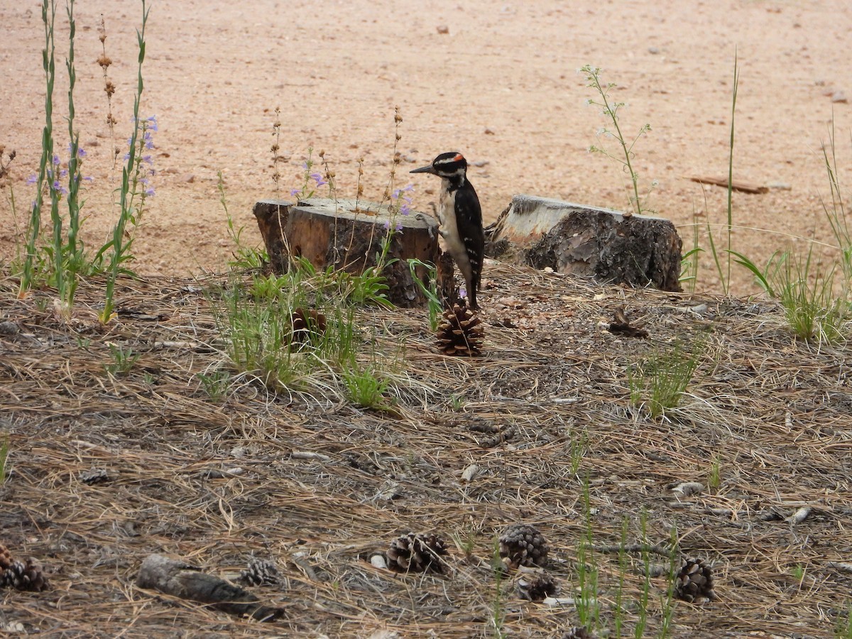 Hairy Woodpecker - ML620623452