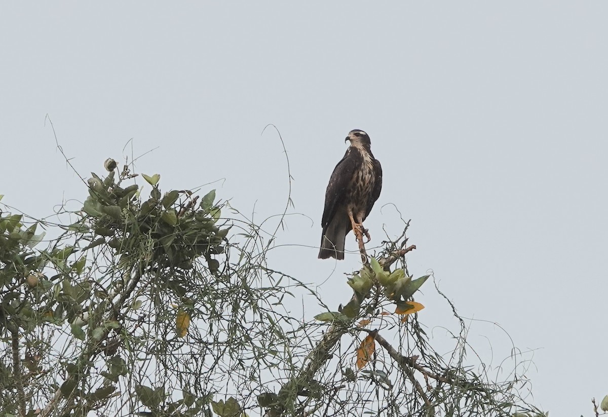 Коршун-слизнеед - ML620623463