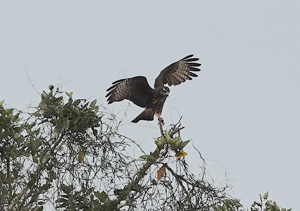 Snail Kite - ML620623464