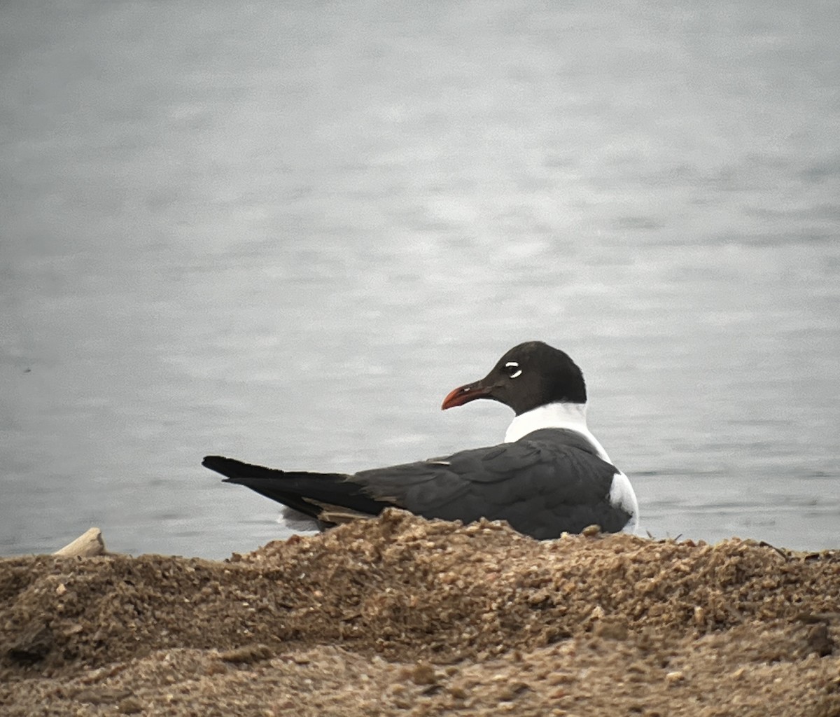 Laughing Gull - ML620623465