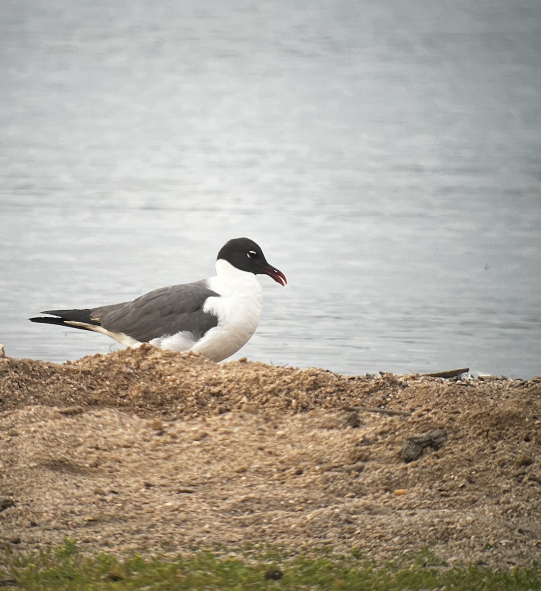 Laughing Gull - ML620623466