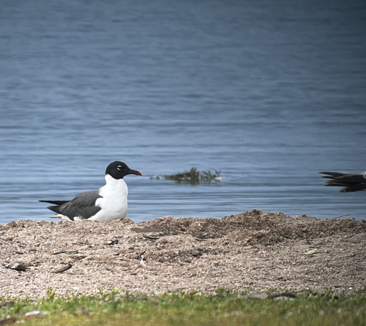 Laughing Gull - ML620623467