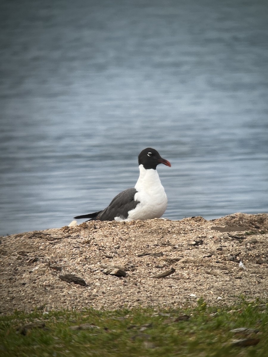 Laughing Gull - ML620623468