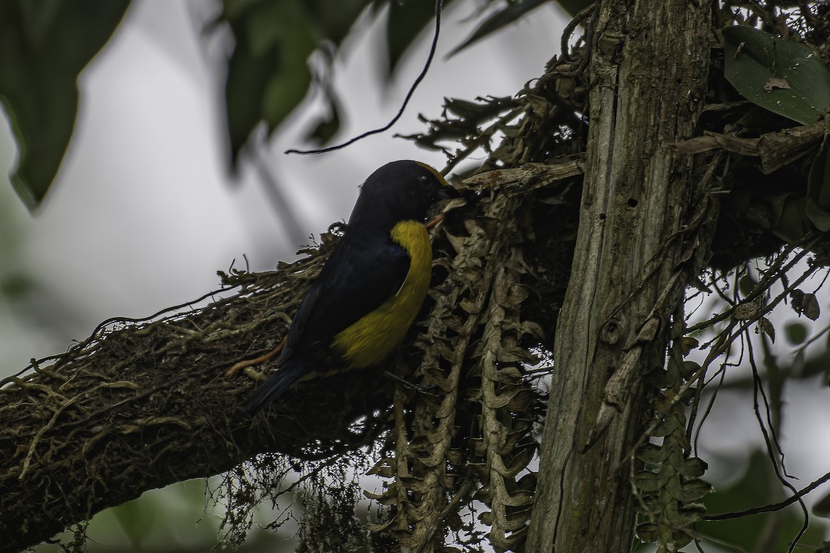 Orange-bellied Euphonia - ML620623469