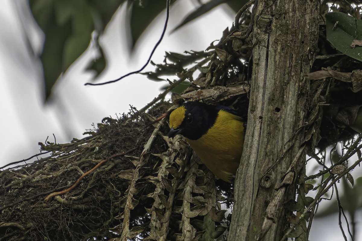 Orange-bellied Euphonia - ML620623470