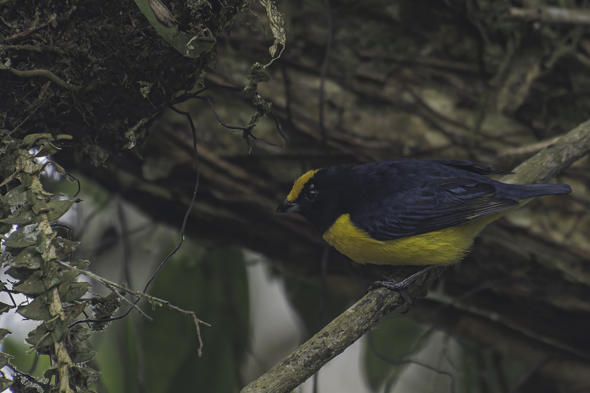 Orange-bellied Euphonia - ML620623474