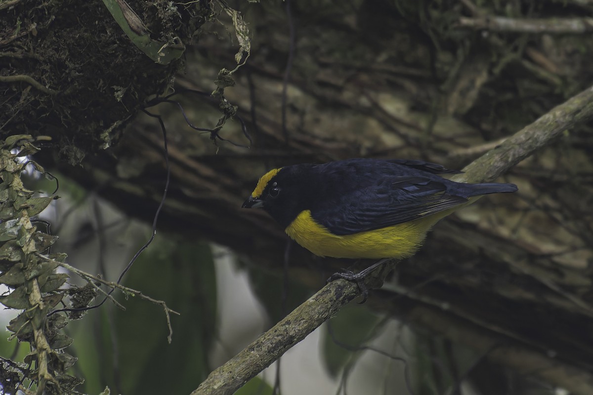 Orange-bellied Euphonia - ML620623475