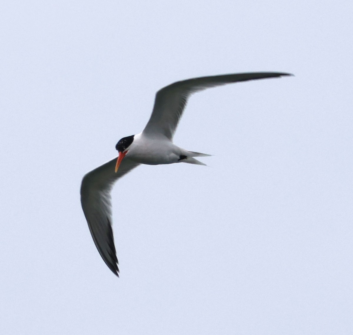 Royal Tern - Diane Etchison