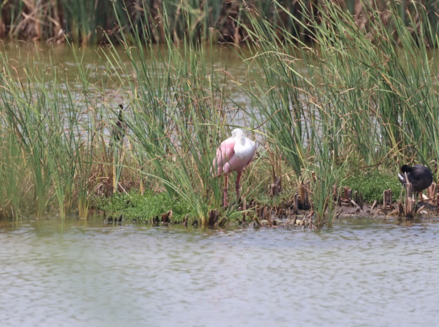 Roseate Spoonbill - ML620623480