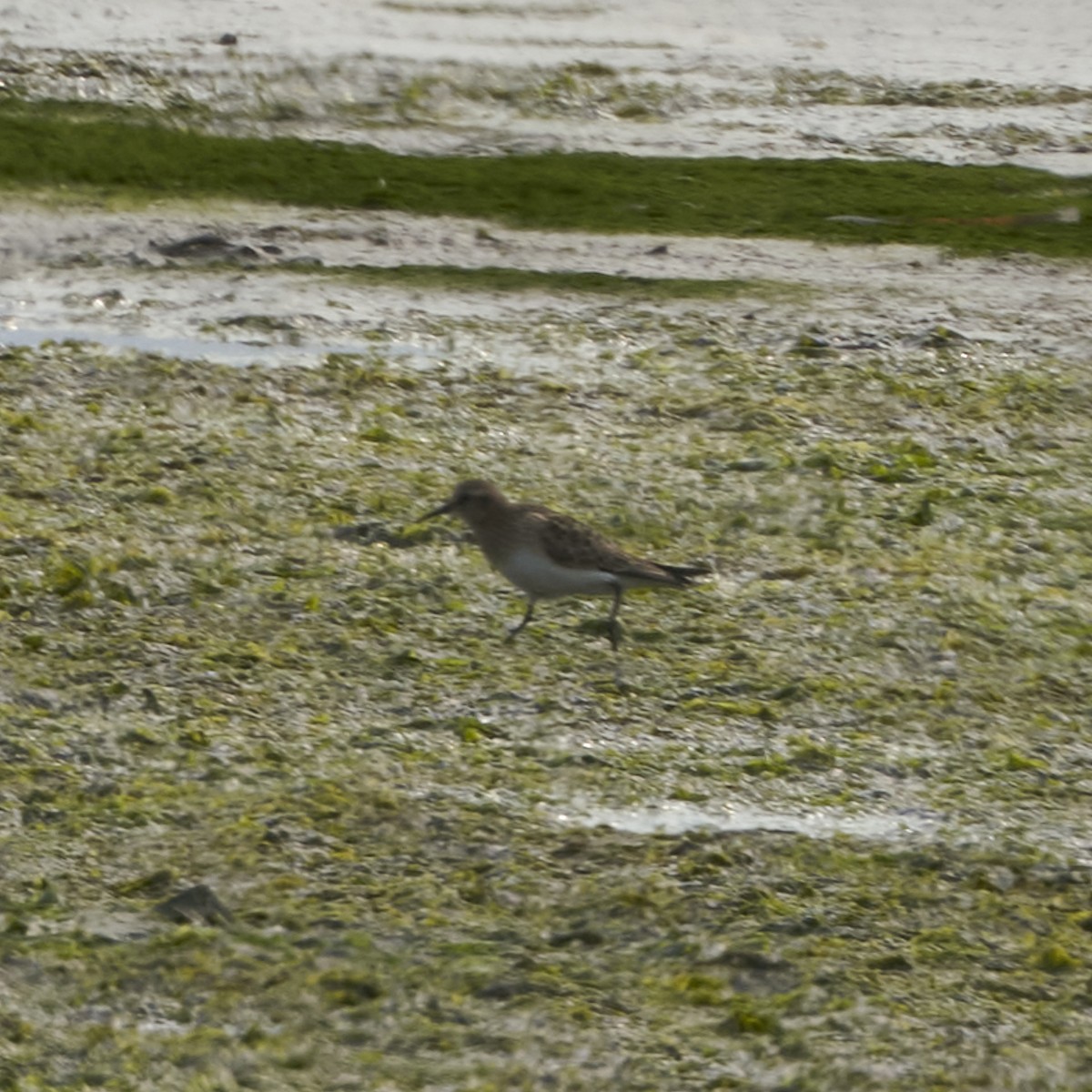 Baird's Sandpiper - ML620623481