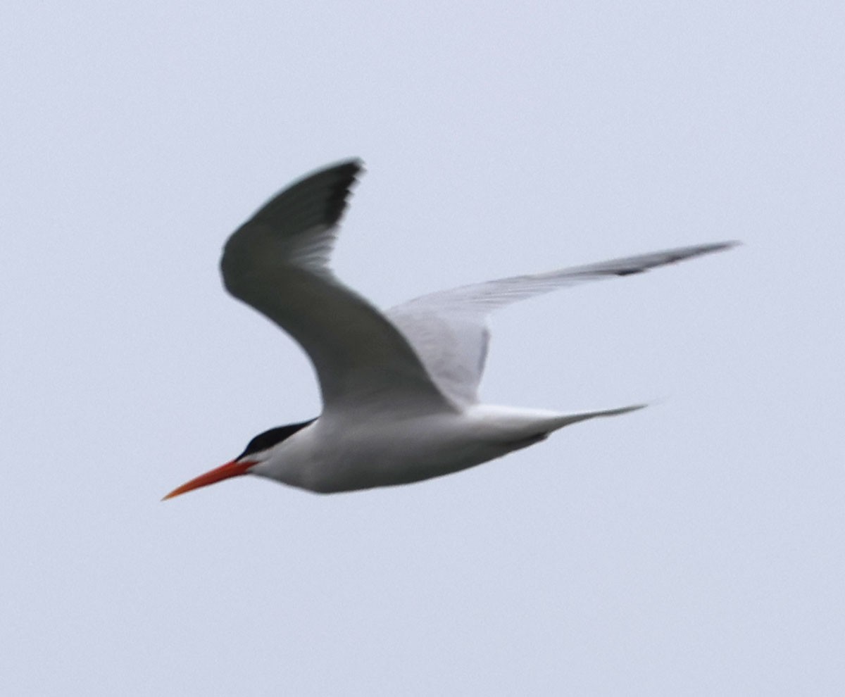 Elegant Tern - ML620623482