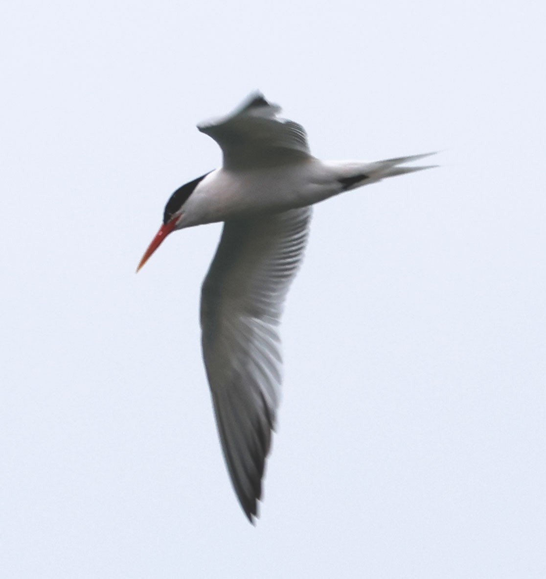 Elegant Tern - ML620623483