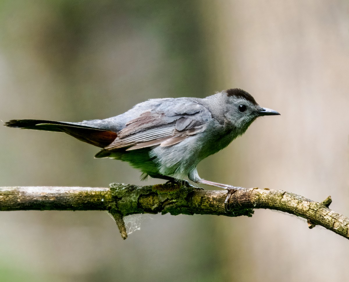 Gray Catbird - ML620623484