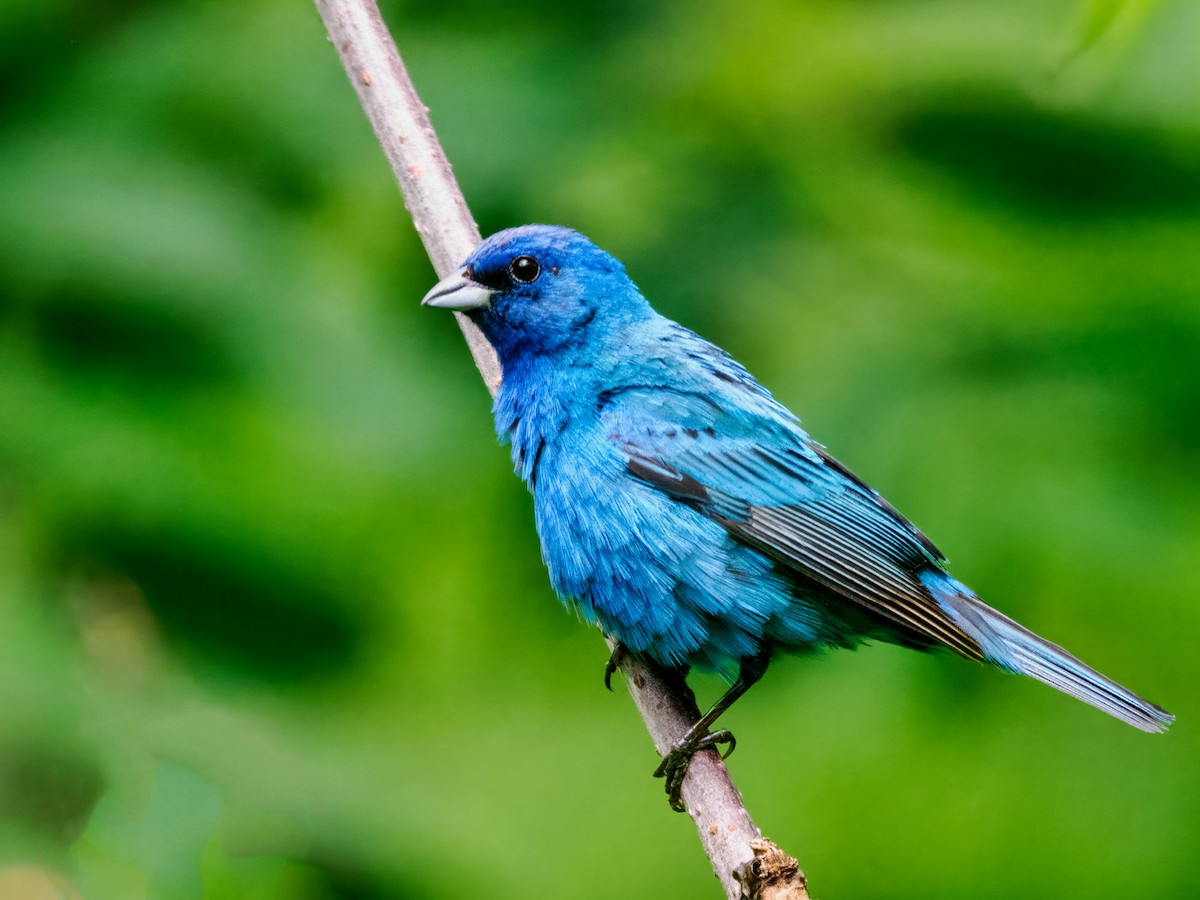 Indigo Bunting - ML620623486